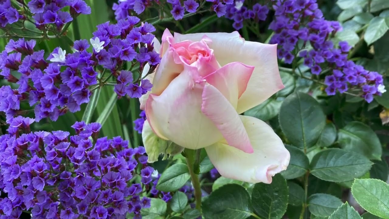 Roses for Mom