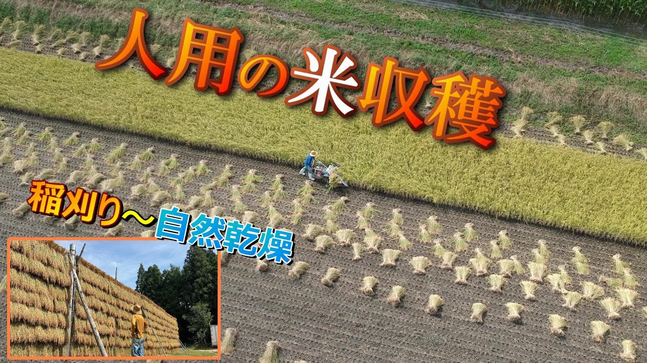 珍しくなった？稲刈り～自然乾燥（はせがけ）