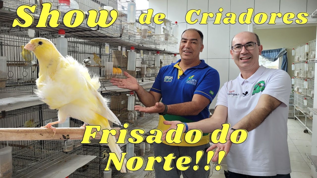 CANÁRIOS FRISADO DO NORTE COM GENÉTICA IMPORTADA!!!