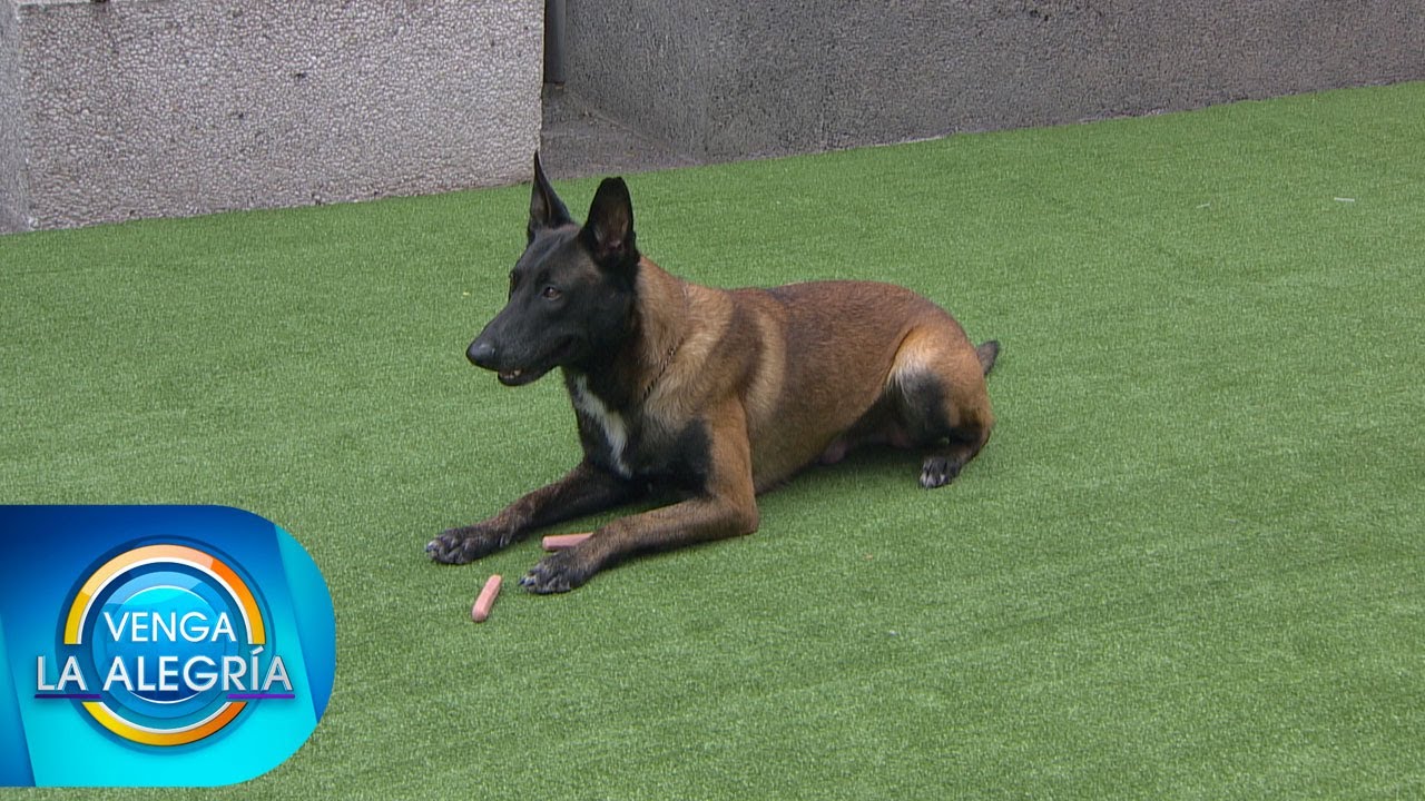 Conoce el Ring Francés. El deporte canino más exigente del mundo. | Venga La Alegría