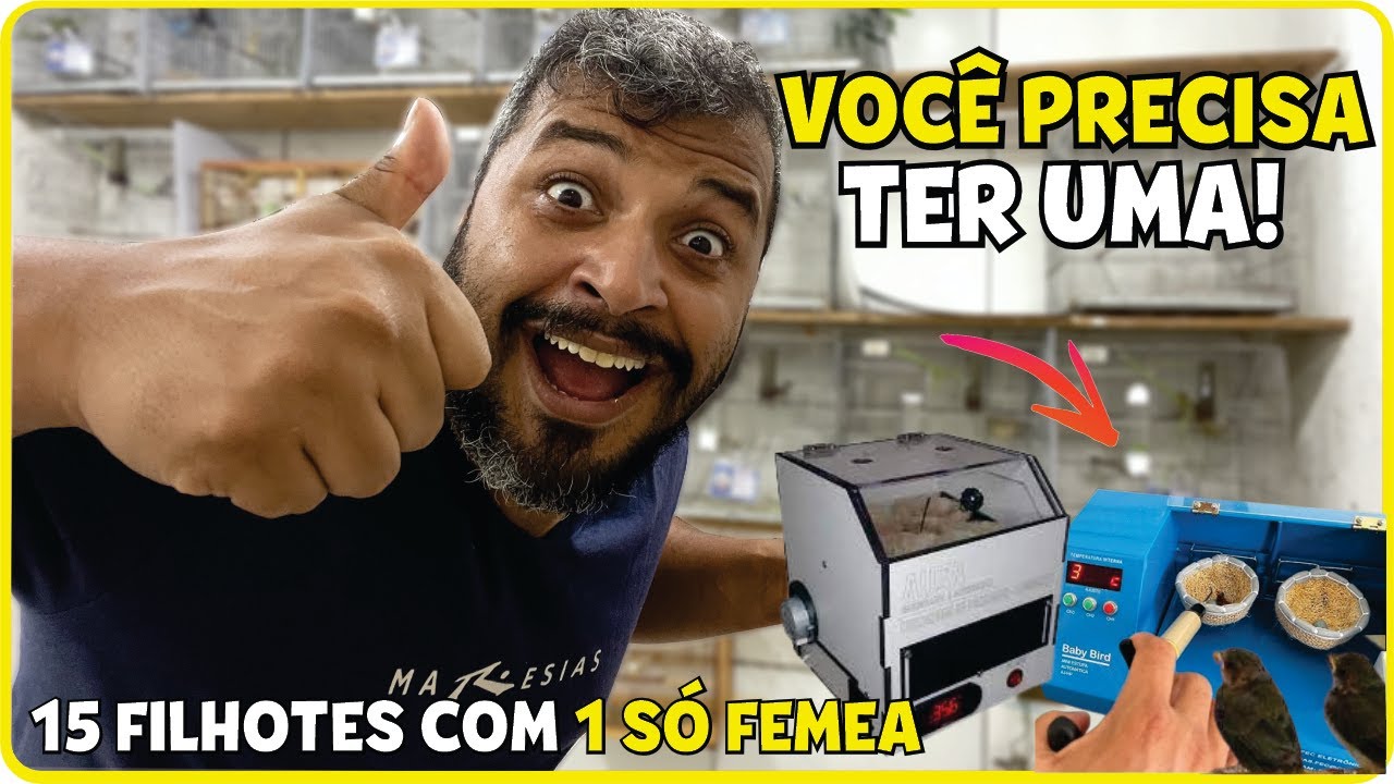COMO tirar muitos filhotes USANDO CHOCADEIRA E ESTUFA
