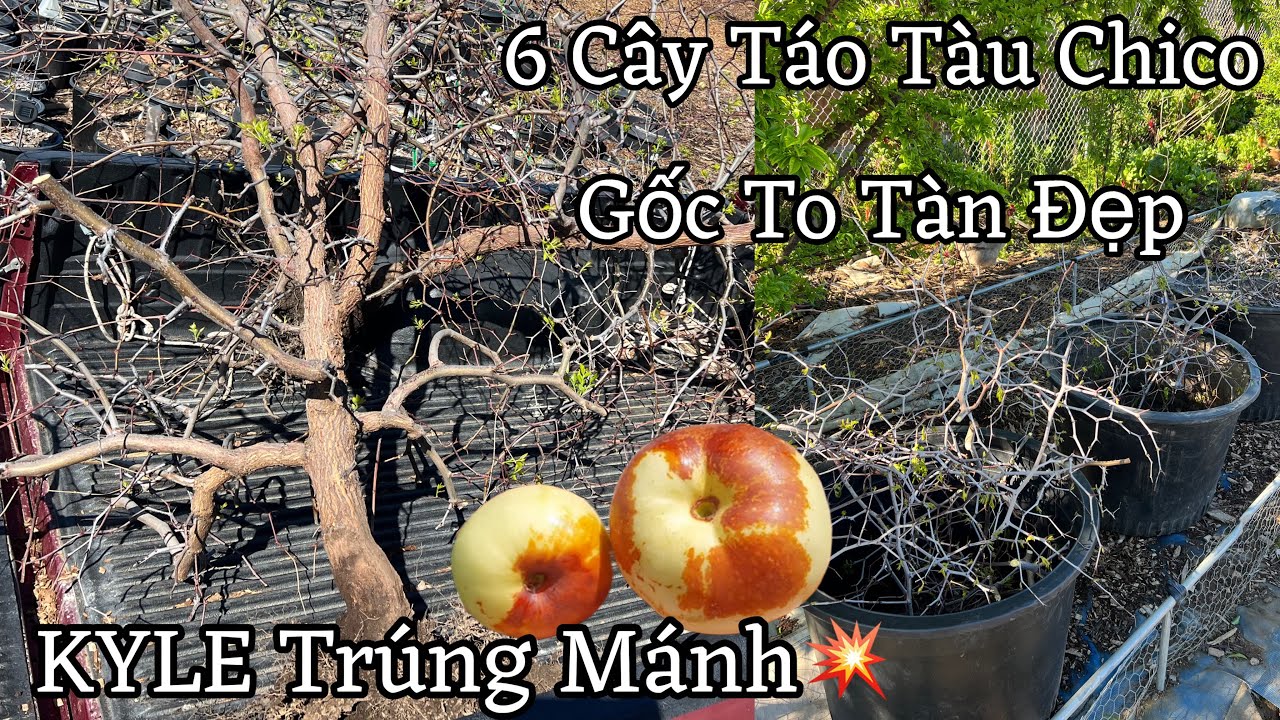 Kyle Trúng Mánh 6 Cây Táo Tàu Chico Gốc To Tàn Đẹp Có Tìm Năng Làm BONSAI🤩Vườn Táo Mini Phần 1 K052