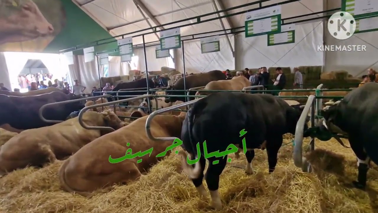 من المعرض الدولي للفلاحة بمكناس ..شاهد عجول ضخمة وناذرة