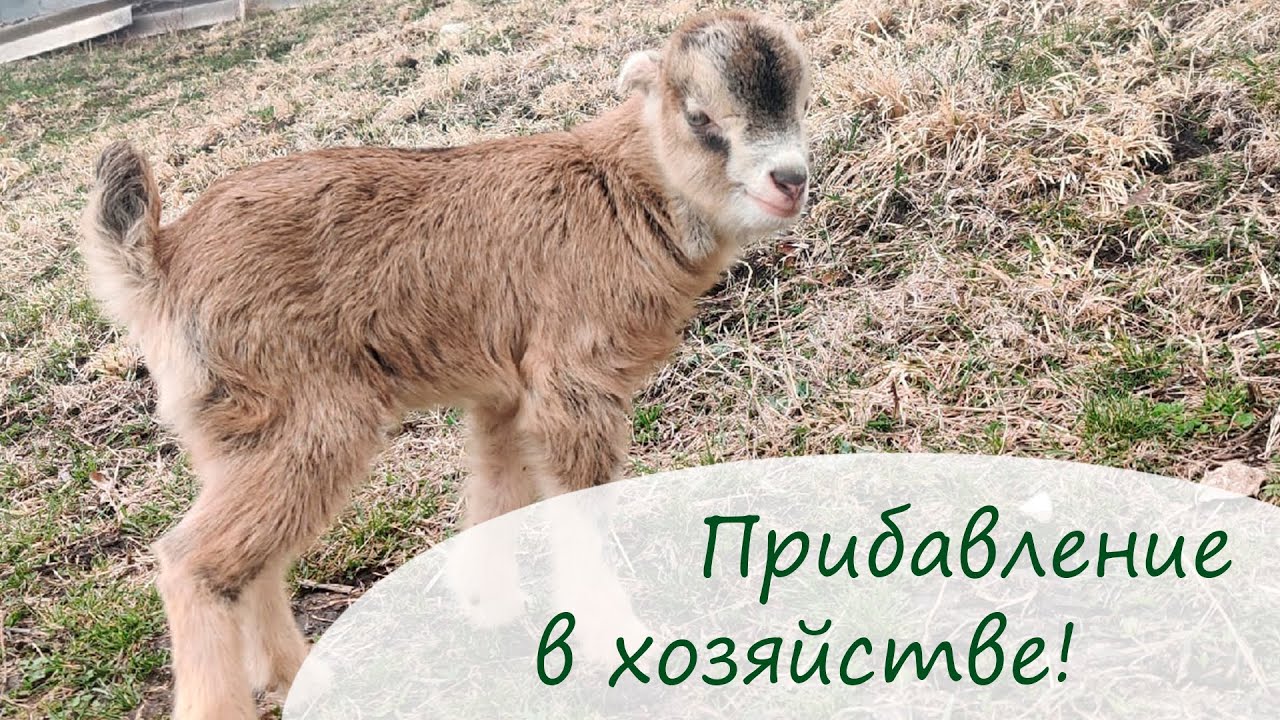 Урожайная неделя, в нашем хозяйстве прибыло! /Переезд в Краснодарский край.