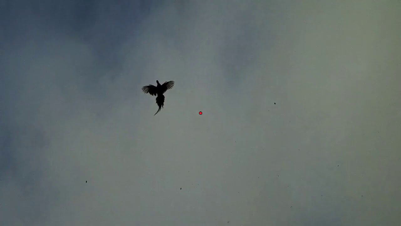Driven Game Shooting SHOTKAM end of season Pheasant Partridge