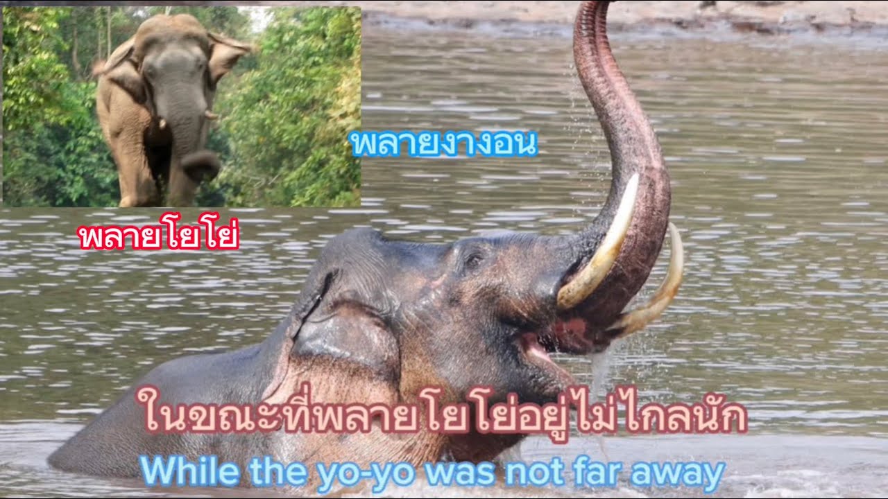 Ep.471 พลายงางอน เล่นน้ำโชว์ พลายโยโย่วกำลังมา#เขาใหญ่ #wildlife #elephant #ช้างป่า #news