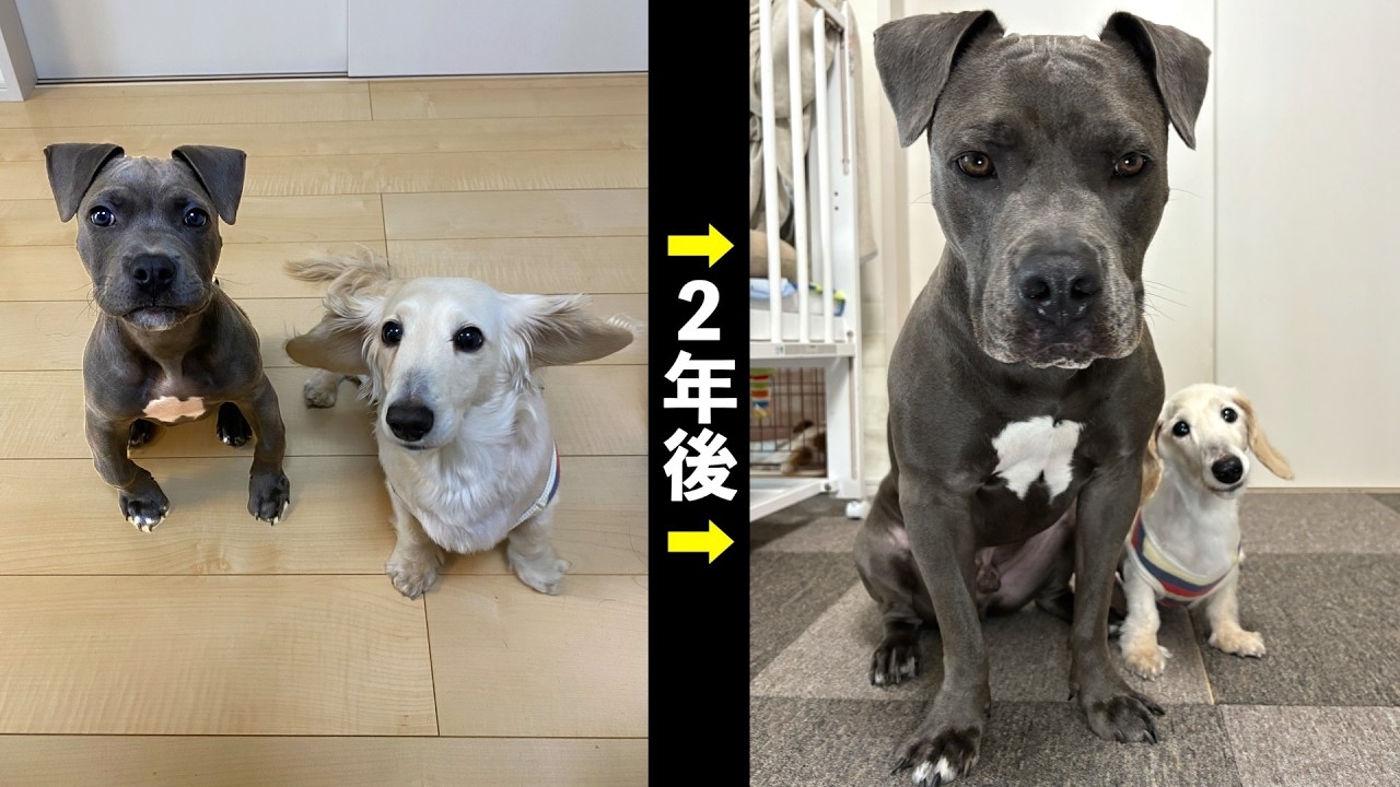 いつか食われるぞwと言われた兄弟の成長をご覧ください
