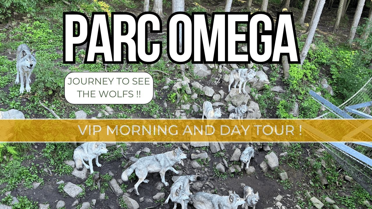 Parc Omega VIP Morning Tour and Day Tour