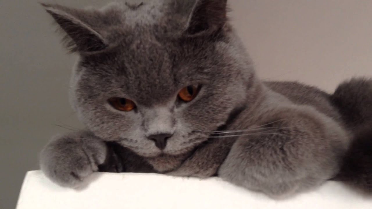 Copper eyes - British Shorthair