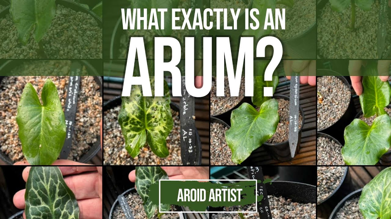 What exactly is an Arum? More importantly what ISN&rsquo;T an Arum? - Let&rsquo;s explore this amazing Genus