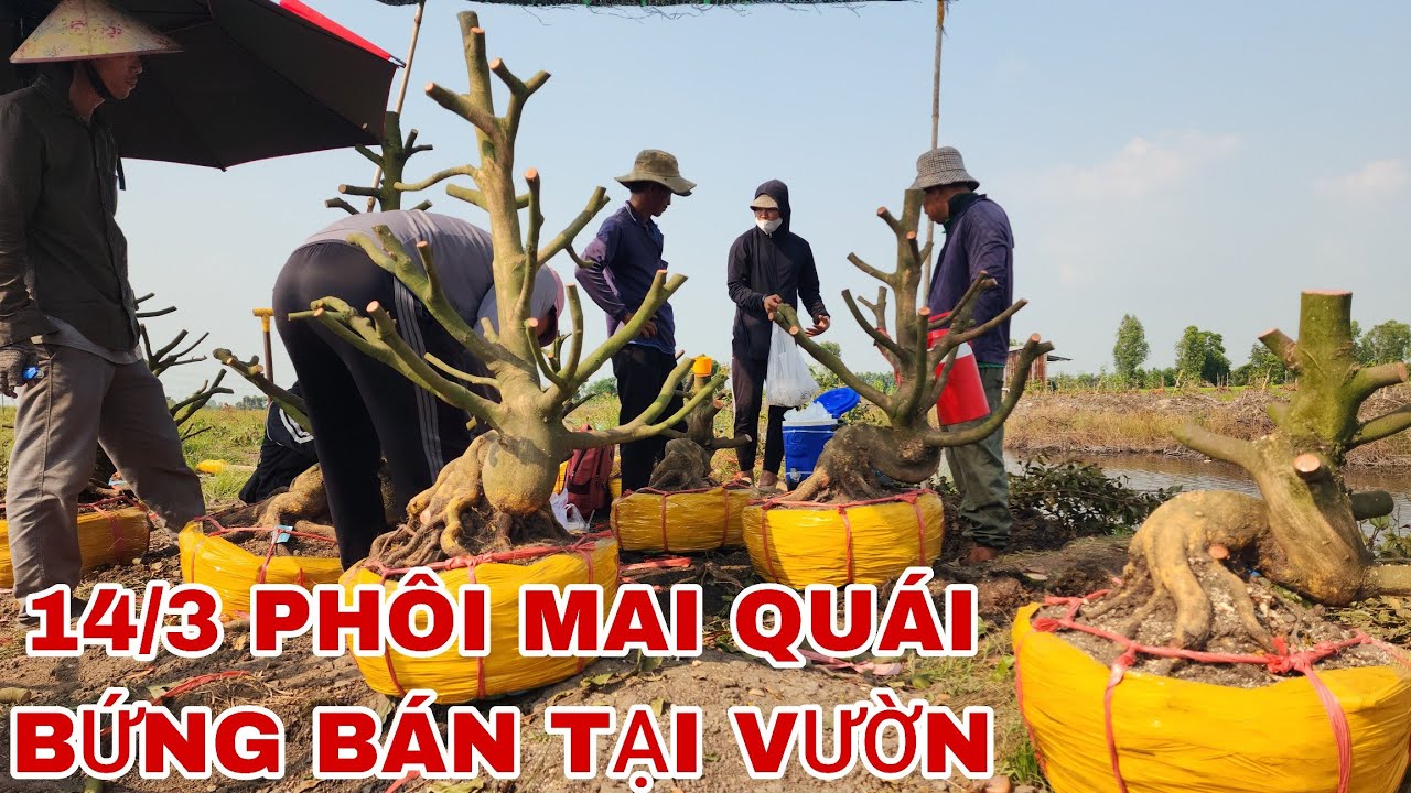 14/3 phôi mai quái bứng bán tại vườn ☎0907813169