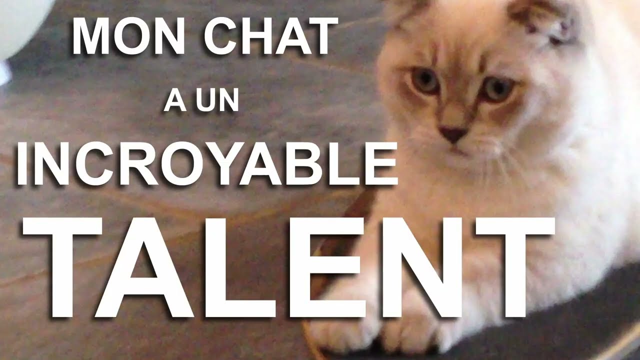 MON CHAT A UN INCROYABLE TALENT