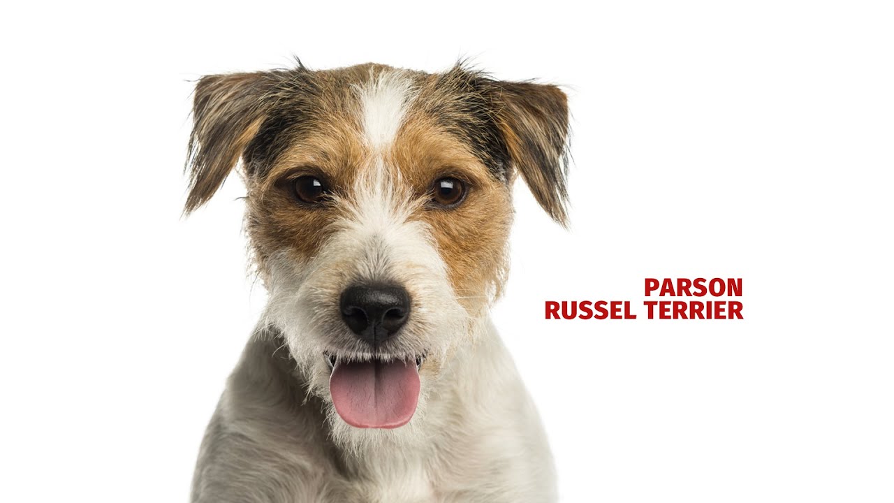 Parson russell terrier - Atlas plemen - Tlapka TV
