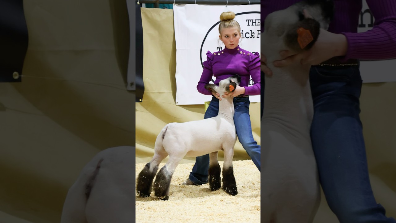 Karis Showing her Ewe Day 1 of Western Bonanza! #showsheep #sheep #karis