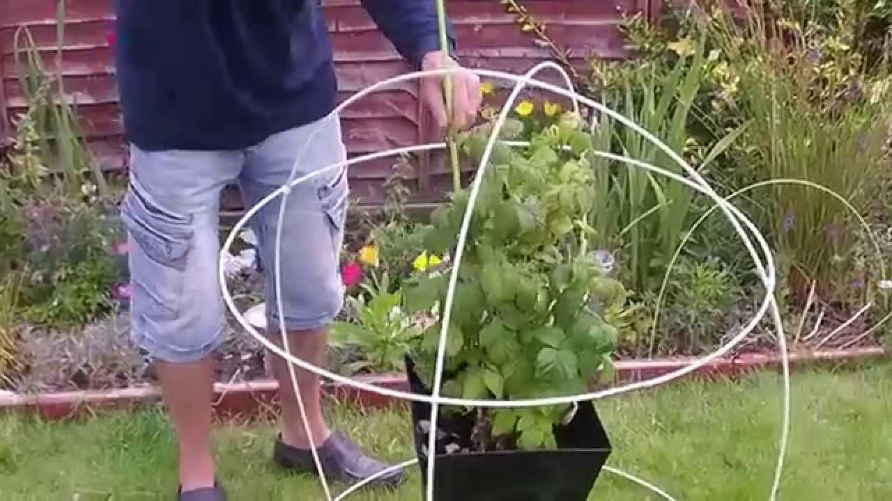 Patio Fruit Cage by Easynets
