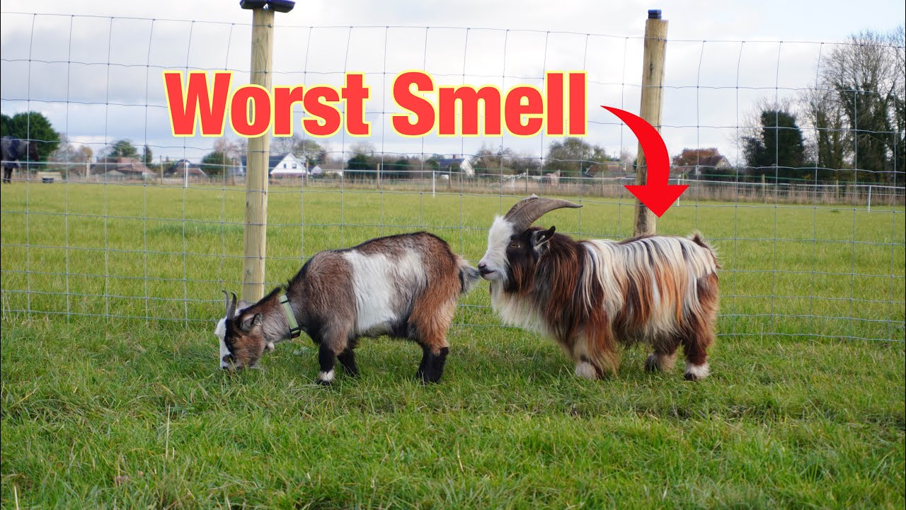 Why do Billy Goats Smell