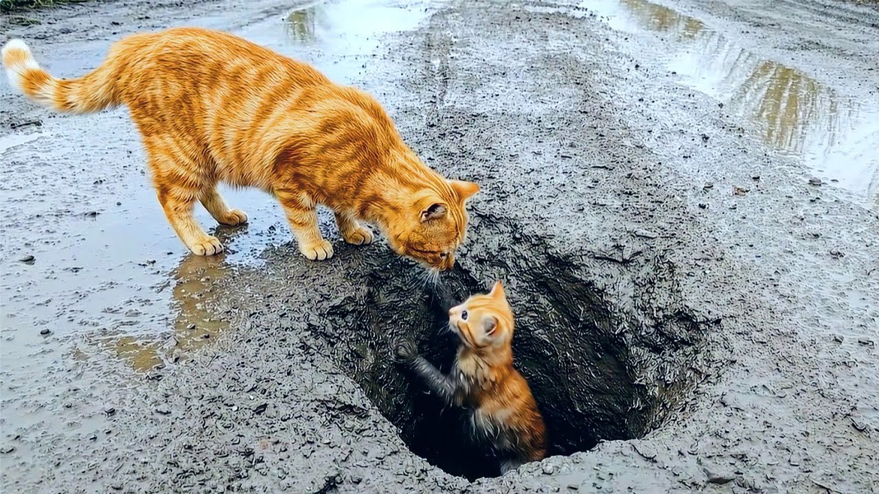 Kitten Fell Into A Deep Hole While Playing, Mama Cat Worriedly Went Down To Save It.🐾🐱