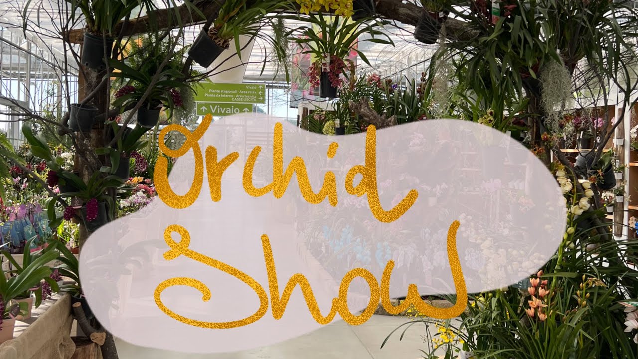 Mostra delle orchidee orchid show da Cellilli Garden