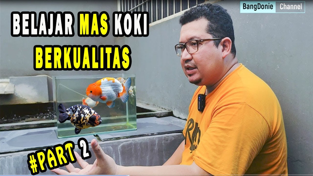 BELAJAR IKAN MAS KOKI BERKUALITAS DARI BAHAN DAN KUALITAS SHOW // OM ANDREW - RUMAH KOKI #PART 2
