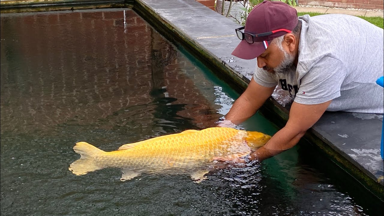 Japanese Koi Pond. Up pipes explained. How to scrape a koi and test sample.