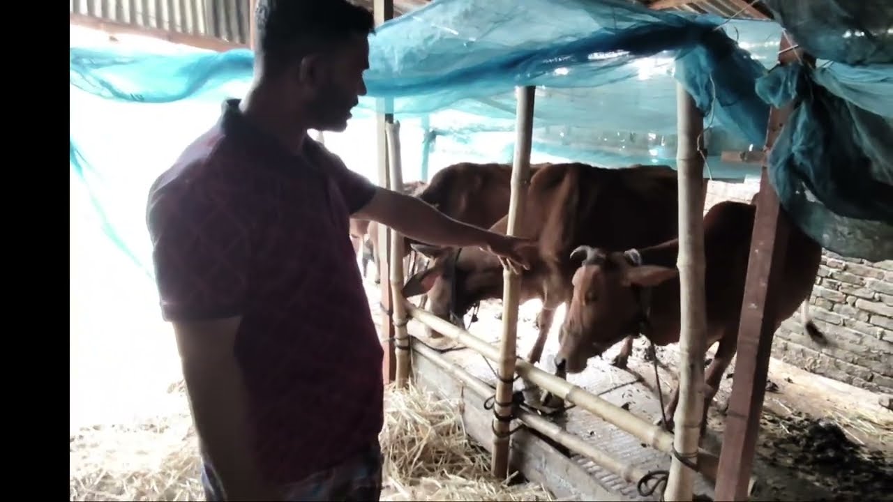 আমাদের সেই পুরানো গোয়াল ঘর। দীর্ঘদিন প্রবাস থেকে এসে গরু গুলো দেখলাম। 