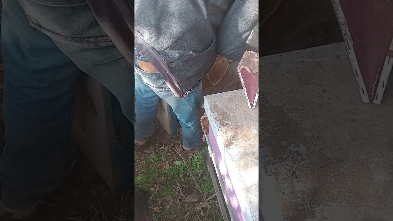 هكذا يتم التعامل مع النحل في الشتاء