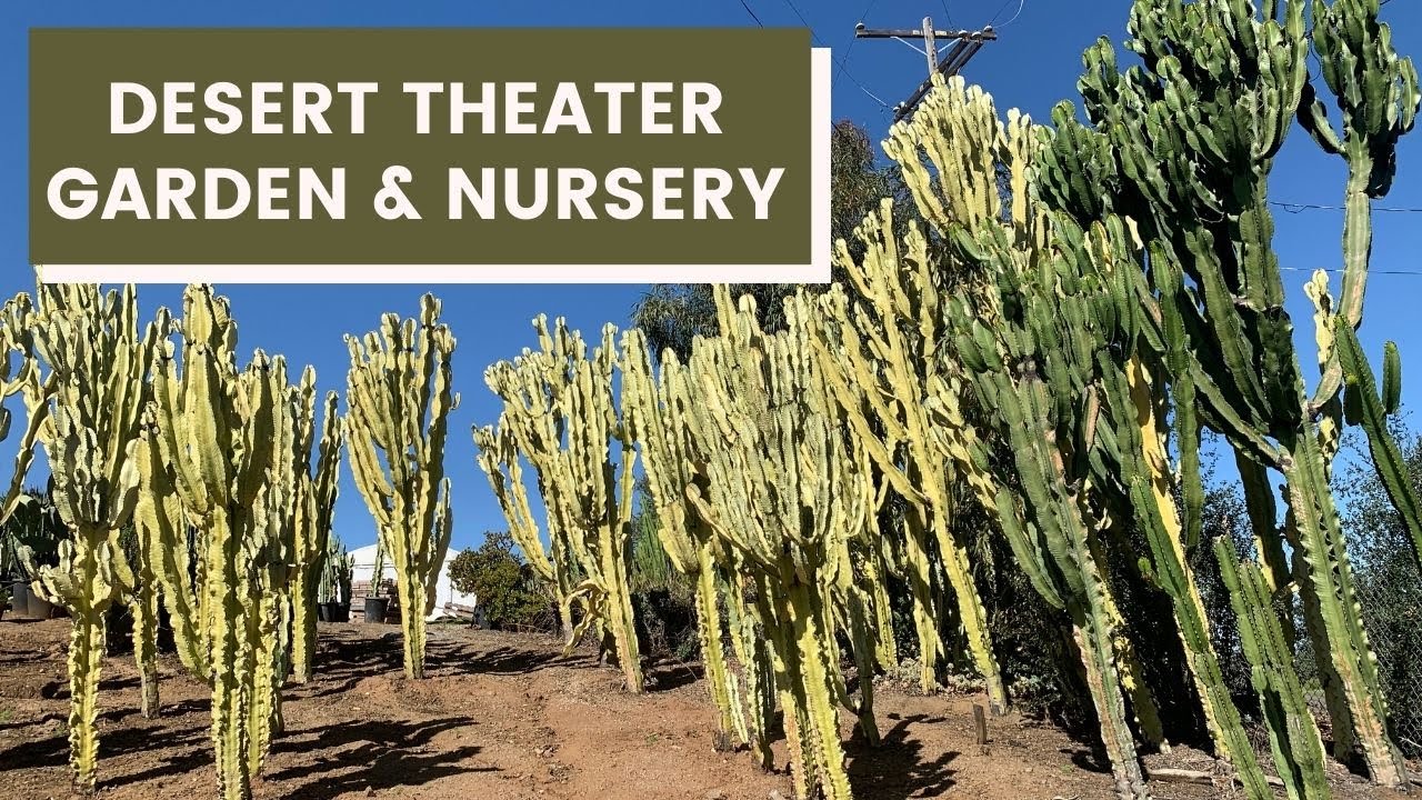 Desert Theater Garden & Nursery (Big, Tall and Majestic Succulents!) | Garden Tour/ #cactus