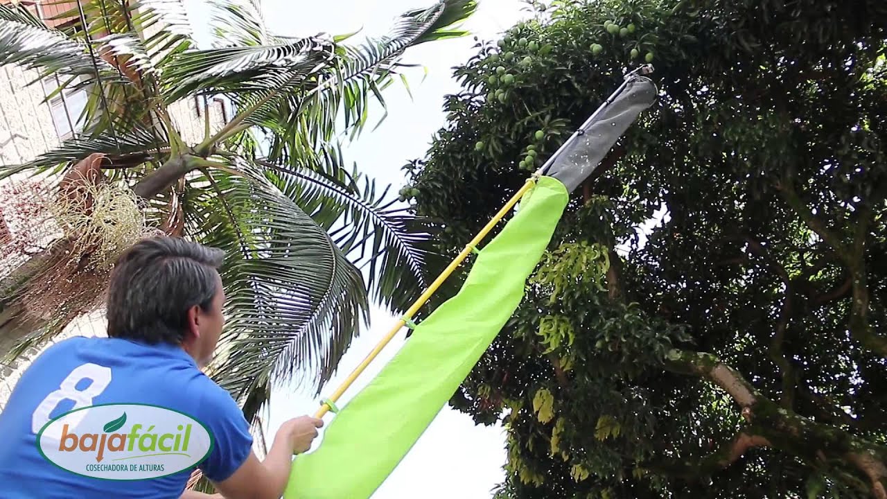 Cosechadora de Agucate Baja facil