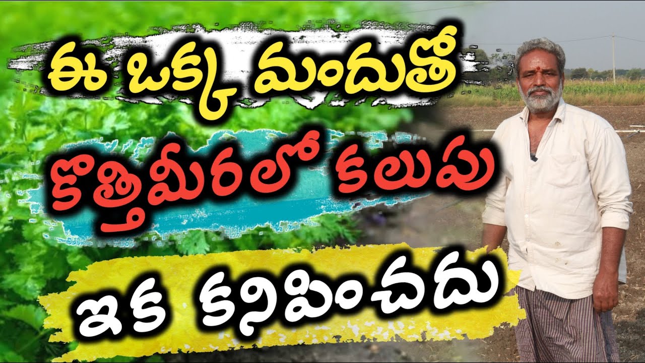 ఈ ఒక్క మందుతో కొత్తిమీరలో కలుపు ఇక కనిపించదు