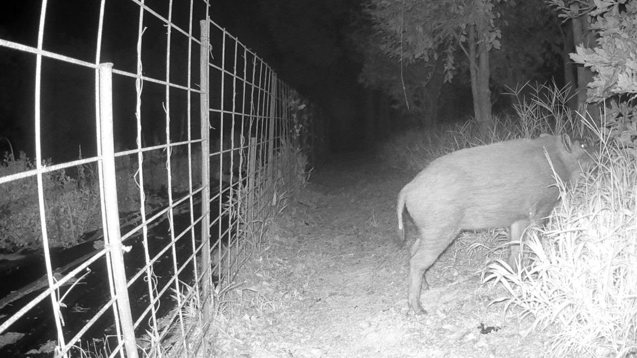 猪（イノシシ・Wild boar）撮影日：2025年8月17日