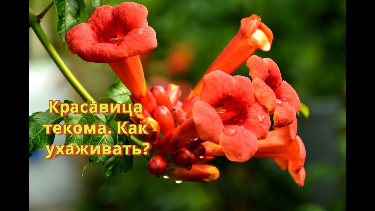 Вьющиеся растения.  Текома или кампсис  лиана для живой изгороди.