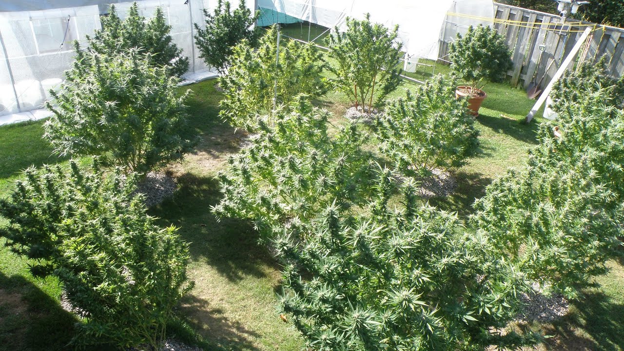Outdoor Cannabis Plants Ready For Harvest 2024 (Last Year) Northern Ontario Canada
