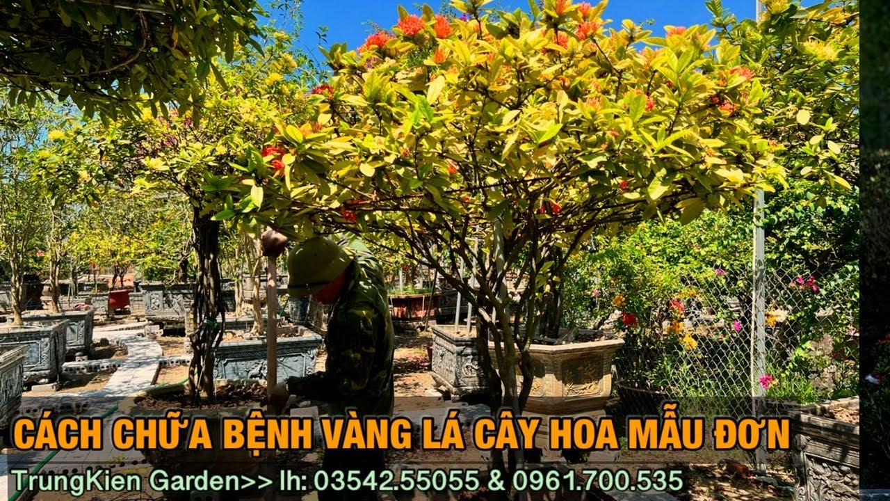 C&aacute;ch chữa c&acirc;y hoa mẫu đơn v&agrave;ng l&aacute; tốt nh&acirc;t -Trung ki&ecirc;n garden, zalo: 035.42.55055 & 0961.700.535
