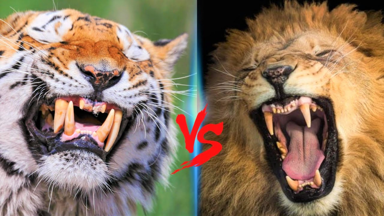 Russian Tiger VS American Lion || American Lion VS Siberian Tiger Who Would Win