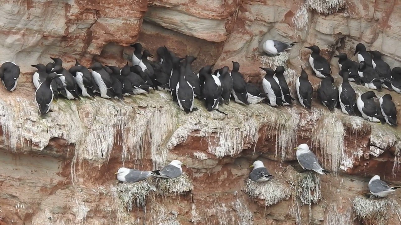 Trottellummen  Uria aalge  am Lummenfelsen Helgoland