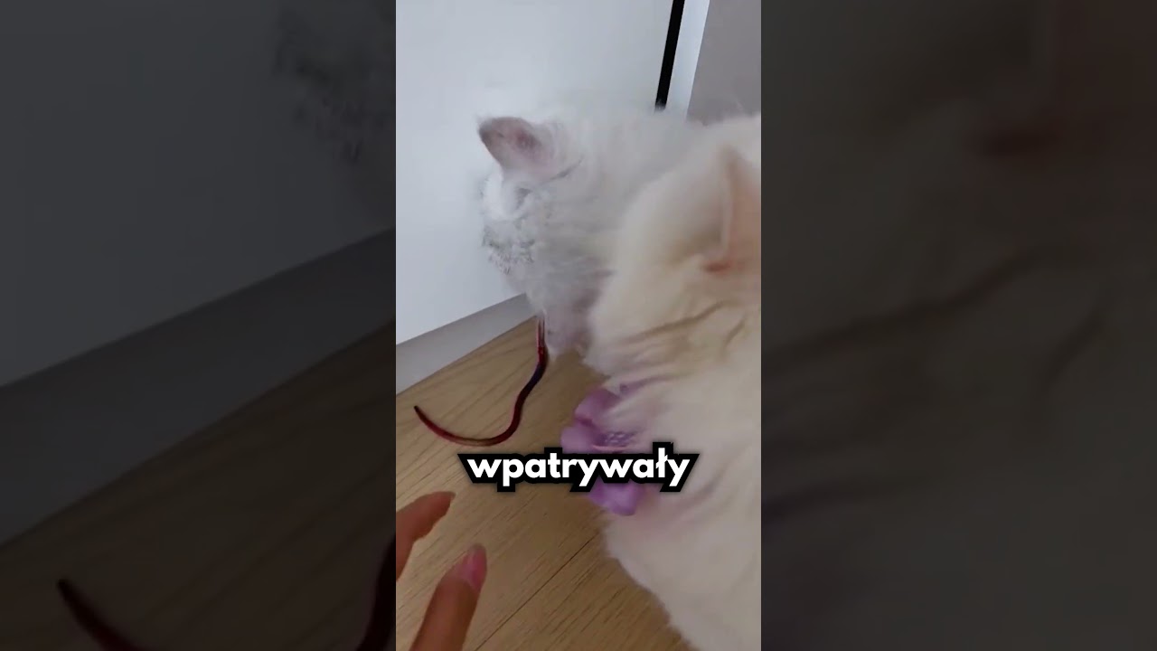 Znalazła Sk&oacute;rę Węża W Swoim Domu!😱🐍