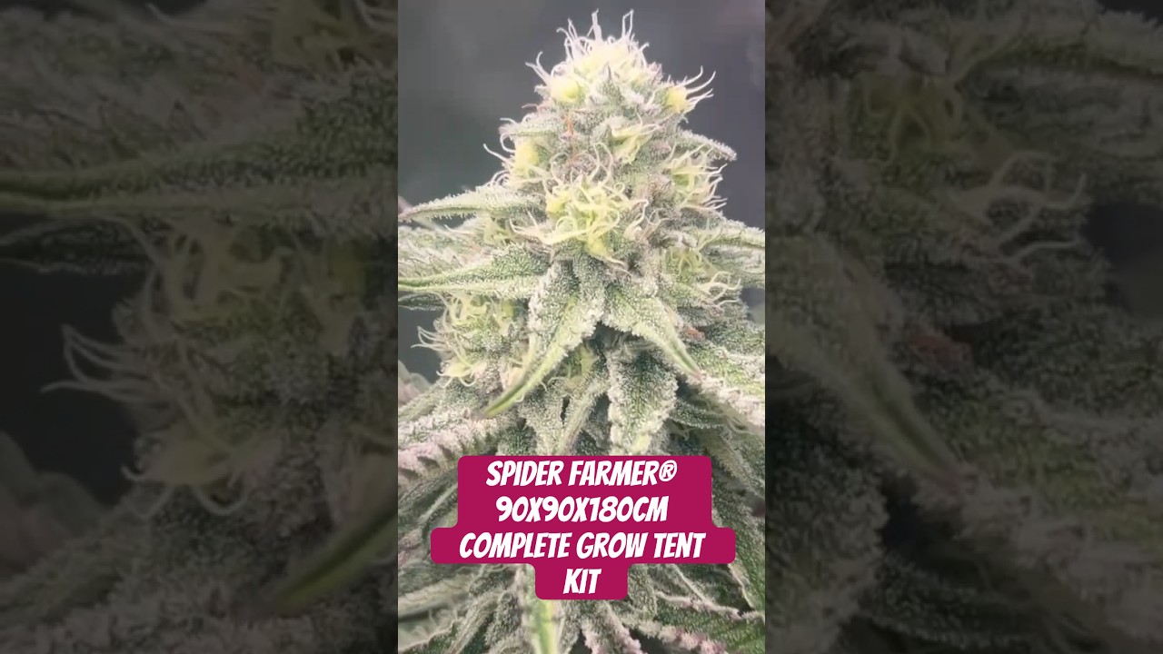 Spider Farmer&reg; 90X90X180cm Complete Grow Tent Kit SF2000PRO EVO 200W  #crazybud #420 #growled
