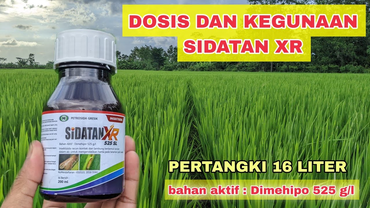 Dosis Sidatan XR Pertangki 16 Liter Untuk Mengatasi Hama Pada Tanaman Padi