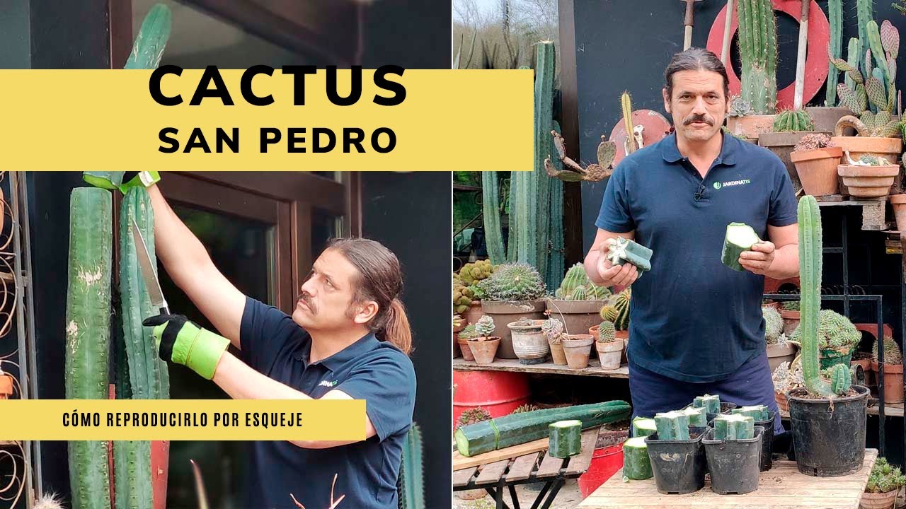 Cómo reproducir CACTUS SAN PEDRO 🌵​ Multiplicar mediante esqueje 🔪​ Jardinatis