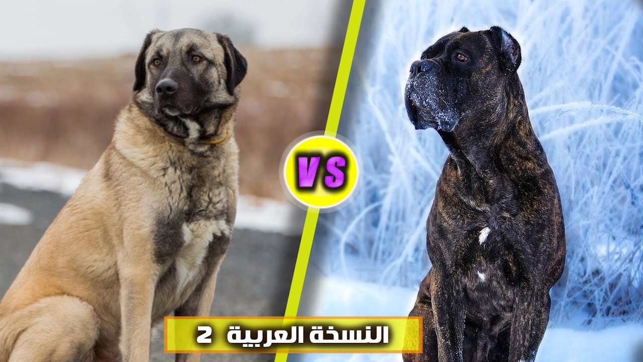 اشتري ده ولا ده 🤔 كلب الكين كورسو  ولا  كلب الكنجال التركي