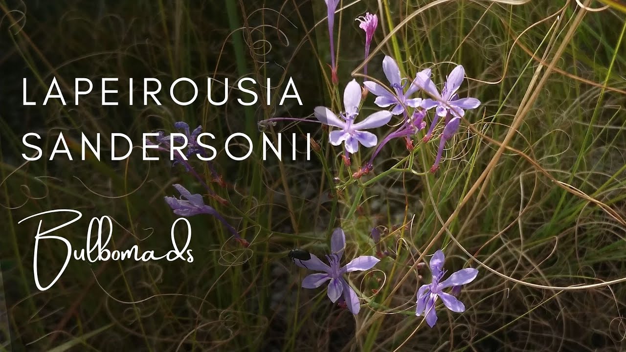 Species Highlight - Lapeirousia sandersonii