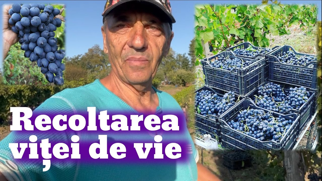 Culesul viței de vie Moldova