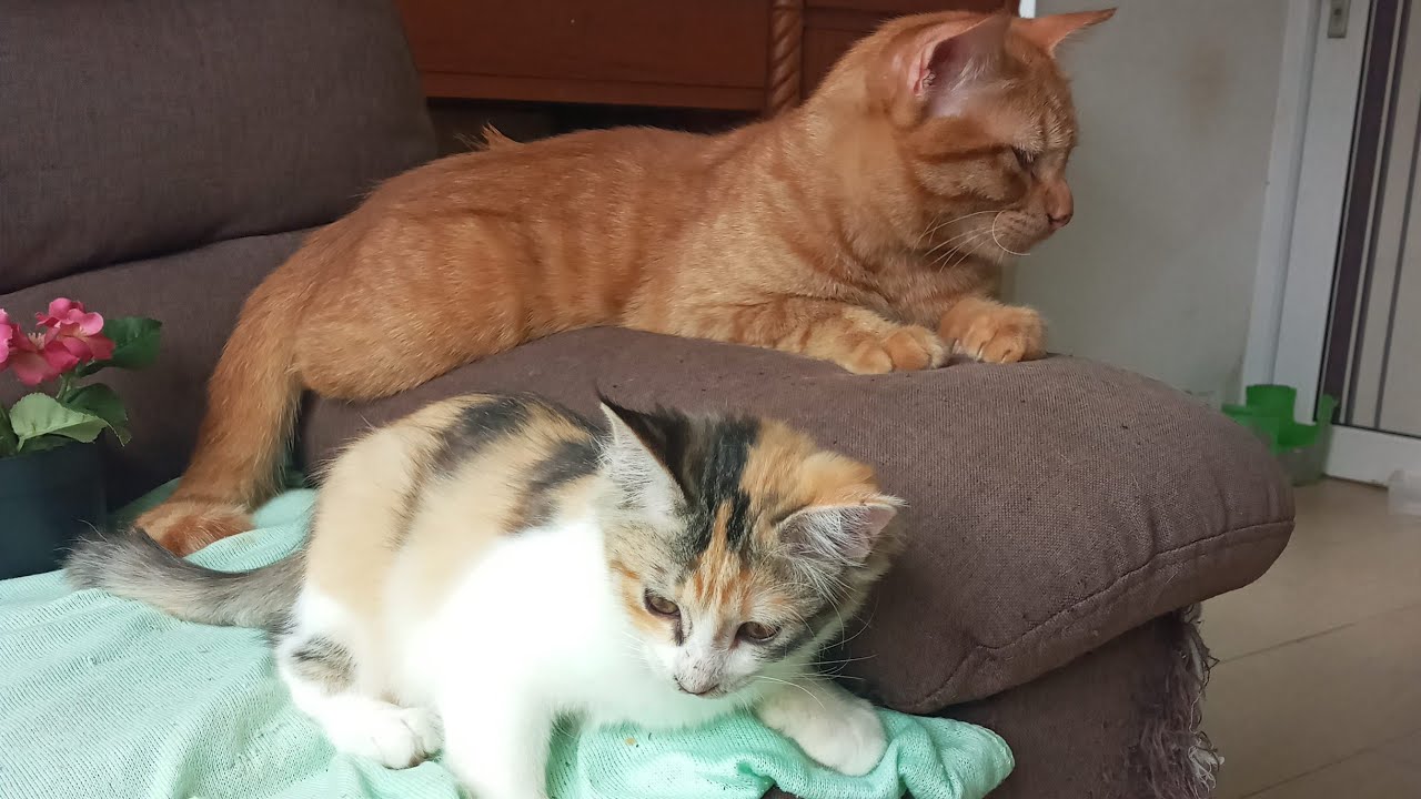 Cats & kittens are 875 & 784 & 710 & 627 & 526 & 509 & 461 & 385 & 270 & 232 & 132 &292 &226 &124&90