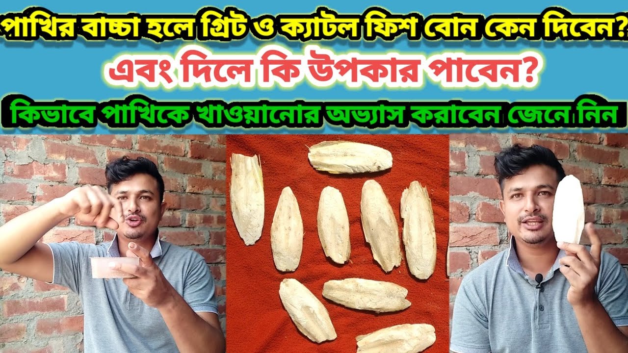 পাখির গ্রিট | ক্যাটল ফিশ বোন | বাচ্চা হলে কেন দিবেন ও দিলে কি উপকার | Bird's Grit | Birds of village