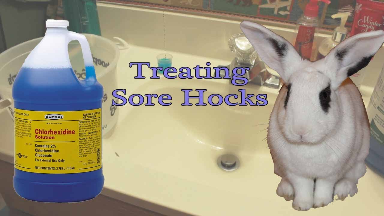 Treating Sore Hocks in Rabbits