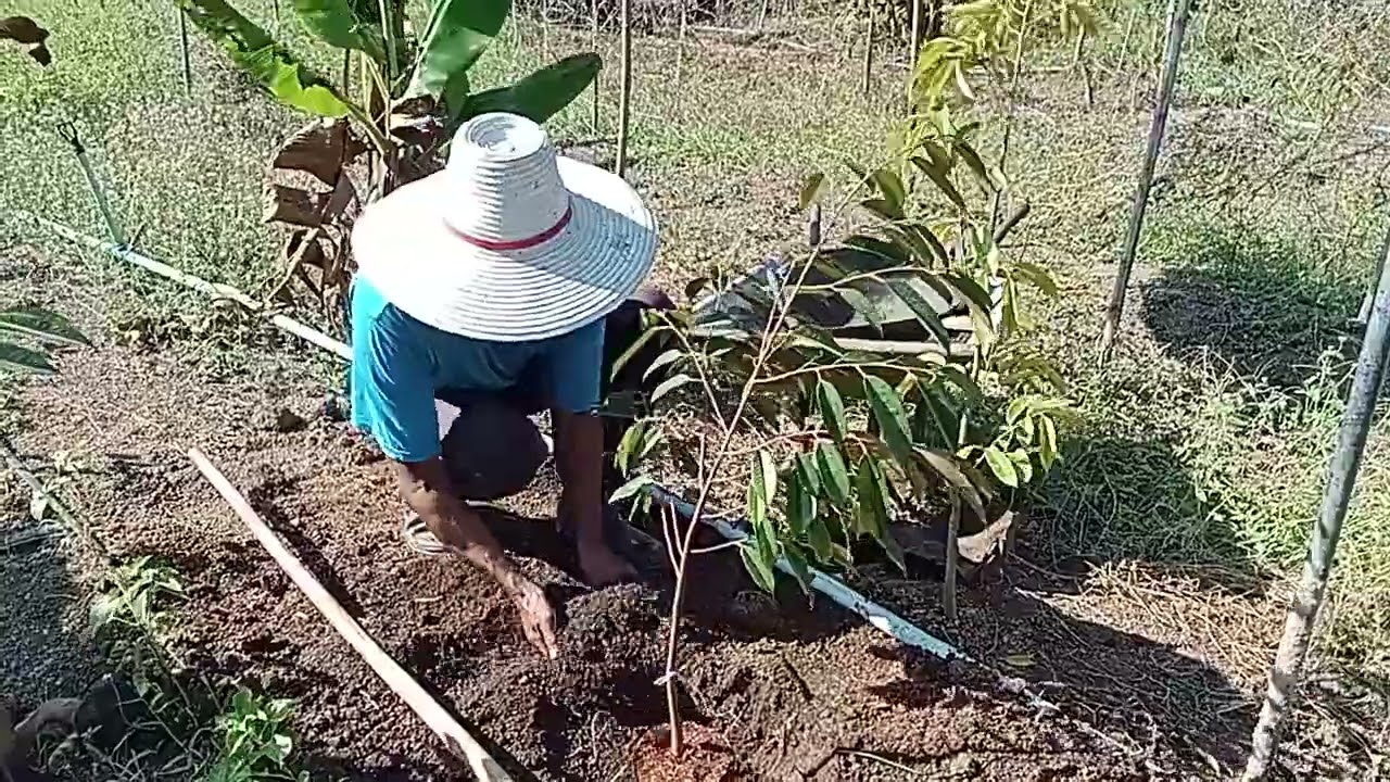 ปลูกทุเรียนหน้าหนาว