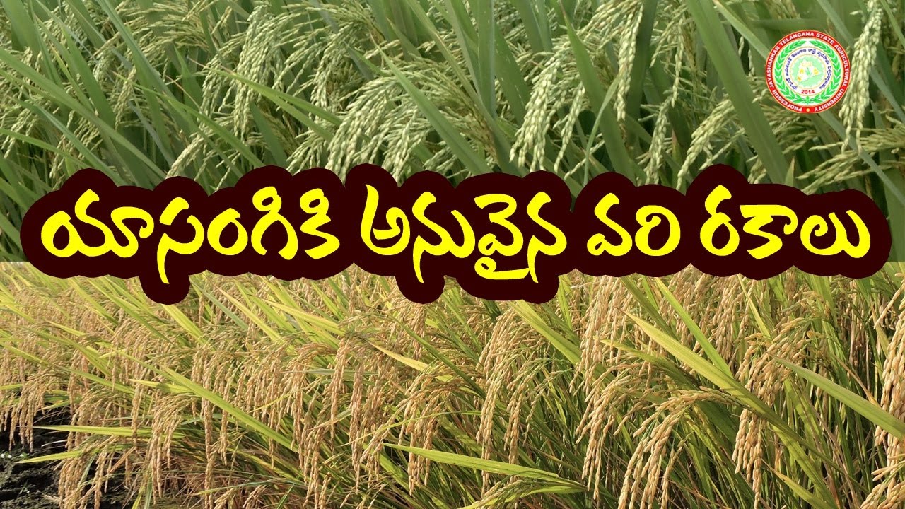 Rice varieties suitable for Rabi in Telangana ll Yasangi ll PJTSAU ll