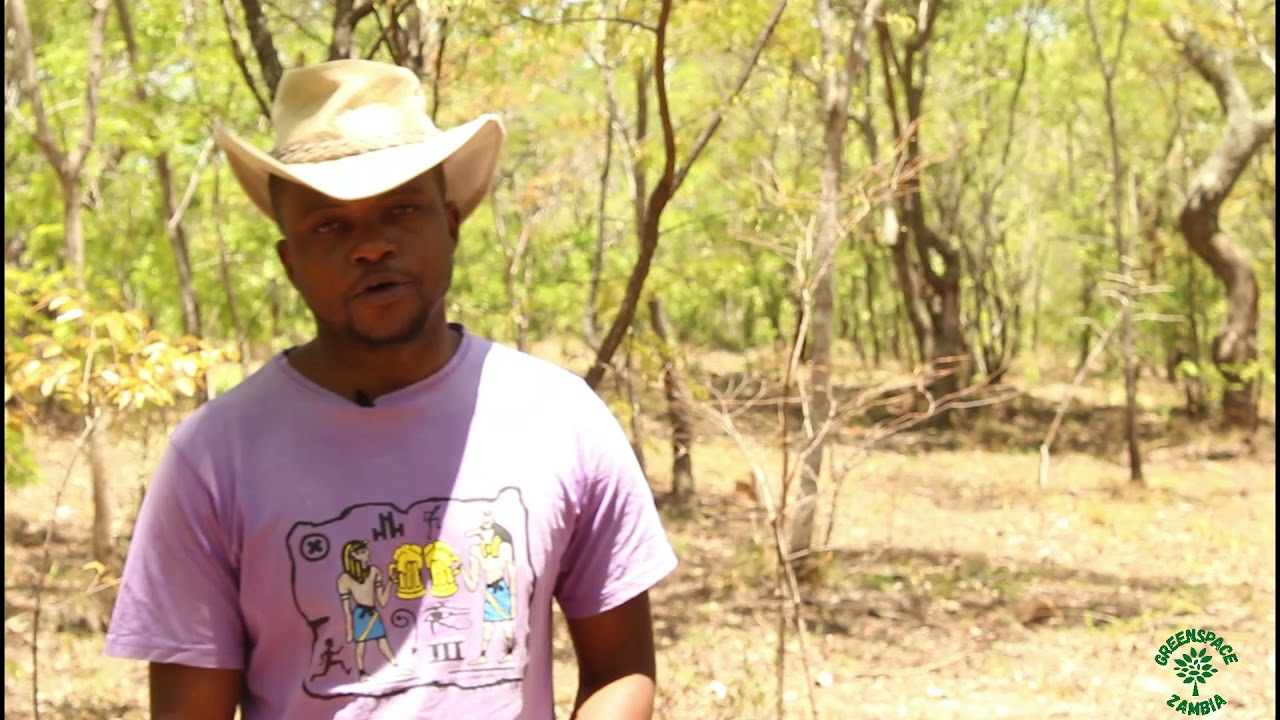 Tree Club Zambia  -  Pterocarpus anglolensis