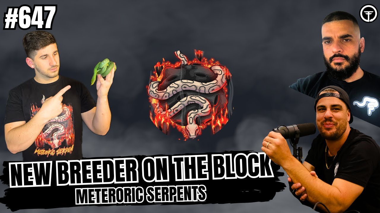 Why So Many Ball Python Breeders Are Leaving The Hobby | New Breeder On The Block Live