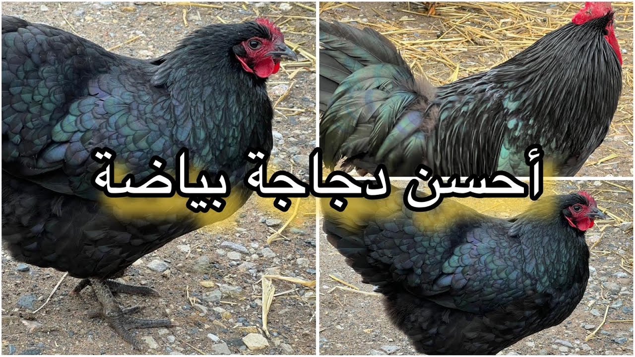 سلالة الاسترالوب  أقوى دجاجة في انتاج البيض🐓🐓